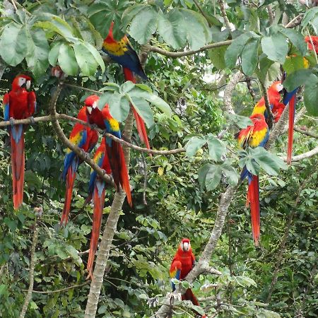 Casa Guacamaya Hotell Palenque Eksteriør bilde