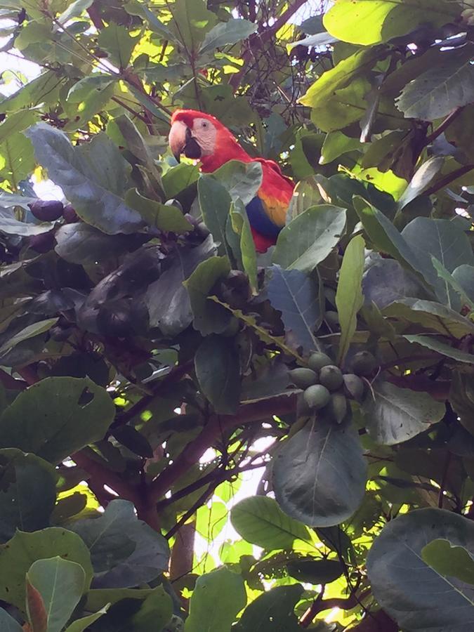 Casa Guacamaya Hotell Palenque Eksteriør bilde