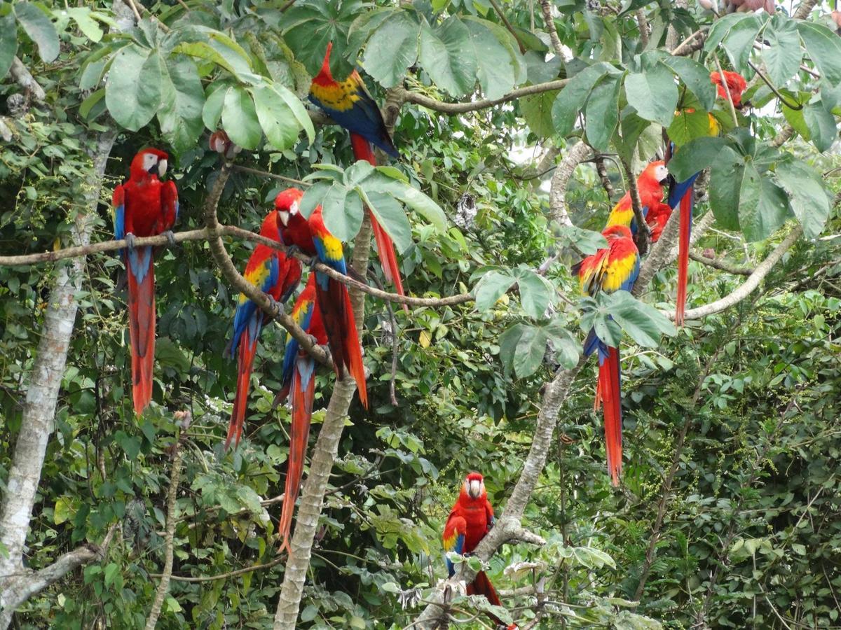 Casa Guacamaya Hotell Palenque Eksteriør bilde